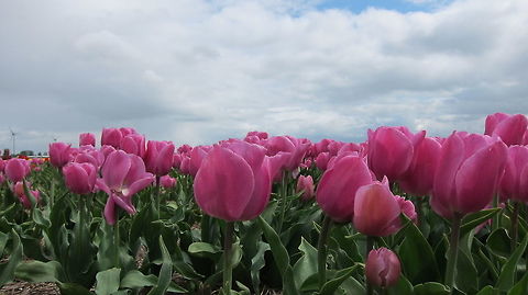 Tulips  Flowers,Geotagged,Holland,Netherlands,Spring,Tulipa,Tulips