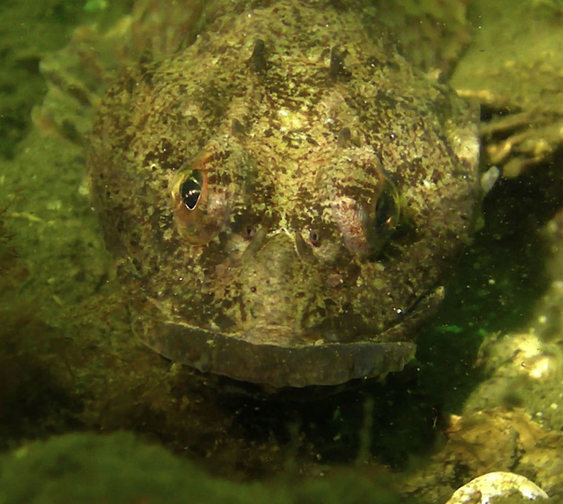 Scorpion Fish Saw this Scorpion Fish during a dive in Zeeland. Fish,Geotagged,Netherlands,Scorpion Fish,Zeeland