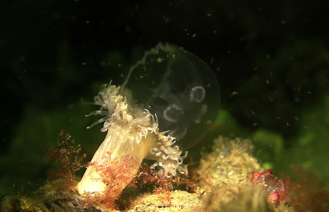 Anemone feeding on Jellyfish Saw this Anemone - Sagartiogeton undatus during a dive in Zeeland, feeding on Jellyfish. Anemone,Geotagged,Netherlands,Sagartiogeton undatus,Zeeland
