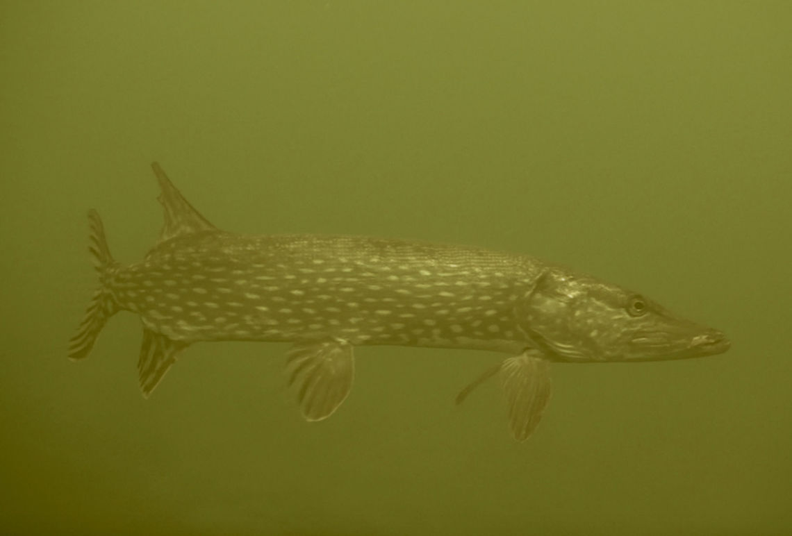 Pike - Esox lucius Saw this Pike during a dive in a fresh water lake in Holland.<br />
Water visibility was not very good and colour of water was greenish/yellowish. Esox lucius,Geotagged,Holland,Netherlands,Northern pike,Pike