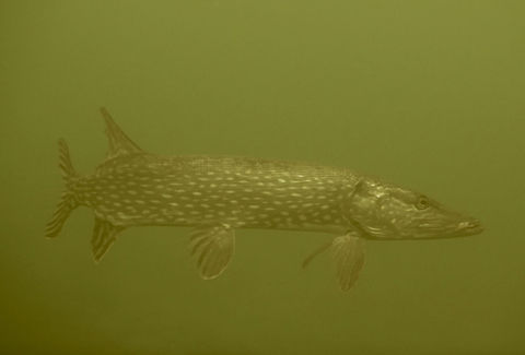 Pike - Esox lucius Saw this Pike during a dive in a fresh water lake in Holland.
Water visibility was not very good and colour of water was greenish/yellowish. Esox lucius,Geotagged,Holland,Netherlands,Northern pike,Pike
