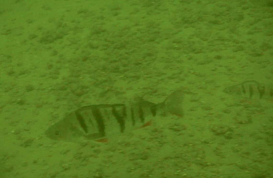 Redfin Perch - Perca fluviatilis Saw this Redfin Perch - Perca fluviatilis during a dive in a fresh water lake.<br />
Visibility was not good and water is greenish/yellowish in colour. European perch,Fish,Geotagged,Holland,Netherlands,Perca fluviatilis,Redfin Perch