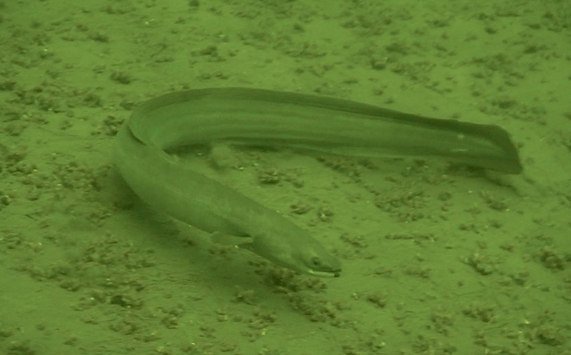 Fresh Water Eel Saw this Eel/Moray Eel during a dive in a fresh water lake. Anguilla anguilla,Eel,European eel,Geotagged,Holland,Netherlands