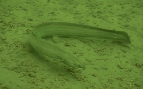 Fresh Water Eel Saw this Eel/Moray Eel during a dive in a fresh water lake. Anguilla anguilla,Eel,European eel,Geotagged,Holland,Netherlands