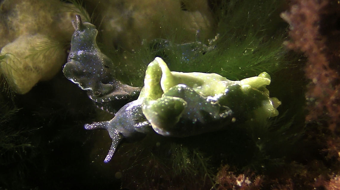 Green Elysia - Elysia viridis Saw this Green Elysia - Elysia viridis Nudibranch during a dive in Zeeland. Elysia viridis,Geotagged,Green Elysia,Netherlands,Sap Sucking Slug,Sea Slug,Zeeland