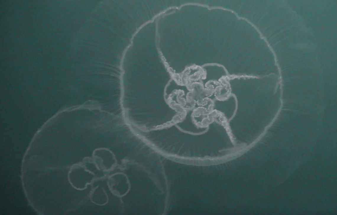 Moon Jellyfish - Aurelia aurita Saw lots of this Moon Jellyfish - Aurelia aurita during my dive in Zeeland. Aurelia aurita,Geotagged,Jellyfish,Moon Jellyfish,Netherlands,Summer,Zeeland