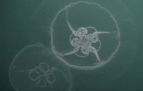 Moon Jellyfish - Aurelia aurita Saw lots of this Moon Jellyfish - Aurelia aurita during my dive in Zeeland. Aurelia aurita,Geotagged,Jellyfish,Moon Jellyfish,Netherlands,Summer,Zeeland