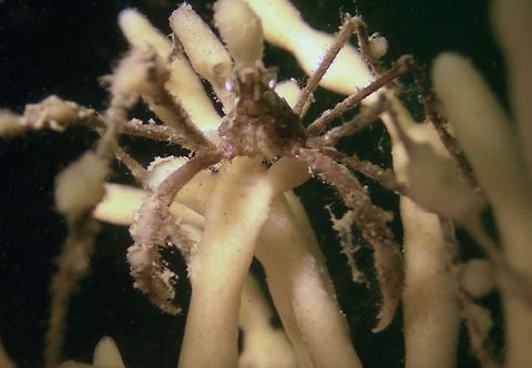 Crab Small Crab seen during a dive in Zeeland. Crab,Geotagged,Netherlands,Summer,Zeeland