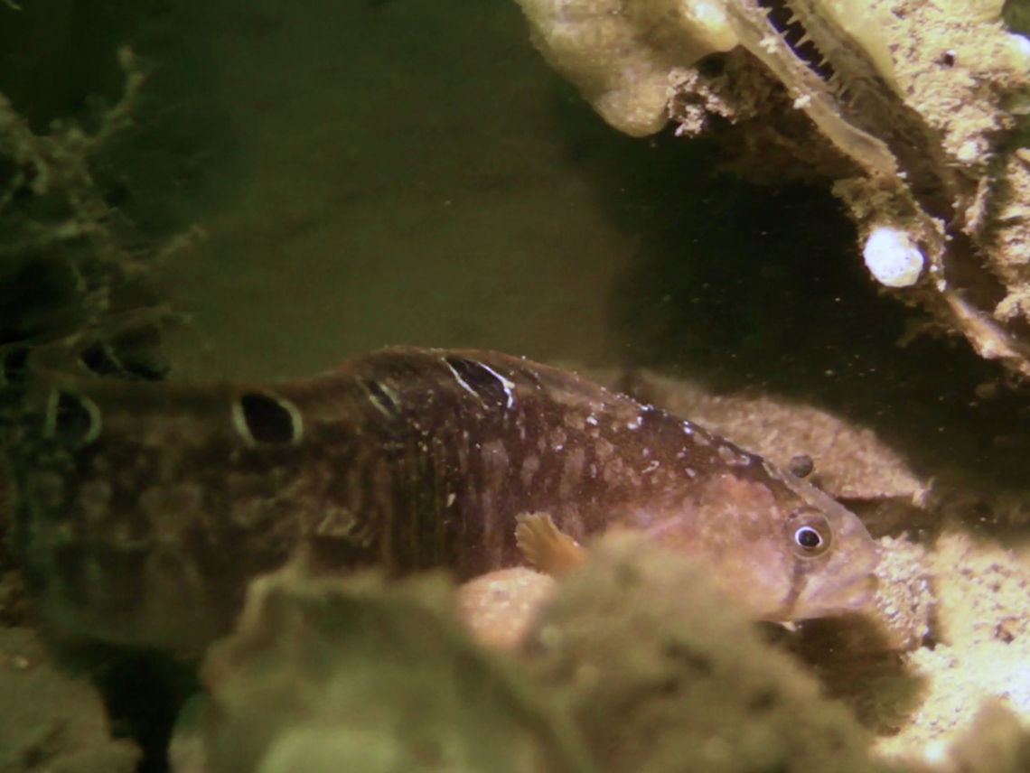 Rock Gunnel/Butterfish - Pholis gunnellus Saw this Rock Gunnel/Butterfish - Pholis gunnellus during a dive in Zeeland, its slender and long-shape like Eel/Moray Eel. Butterfish,Fish,Geotagged,Netherlands,Pholis gunnellus,Rock Gunnel,Rock gunnel,Summer,Zeeland