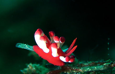 Nudibranch - Okenia nakamotoensis  Coron,Geotagged,Nudibranch,Okenia nakamotoensis,Palawan,Philippines