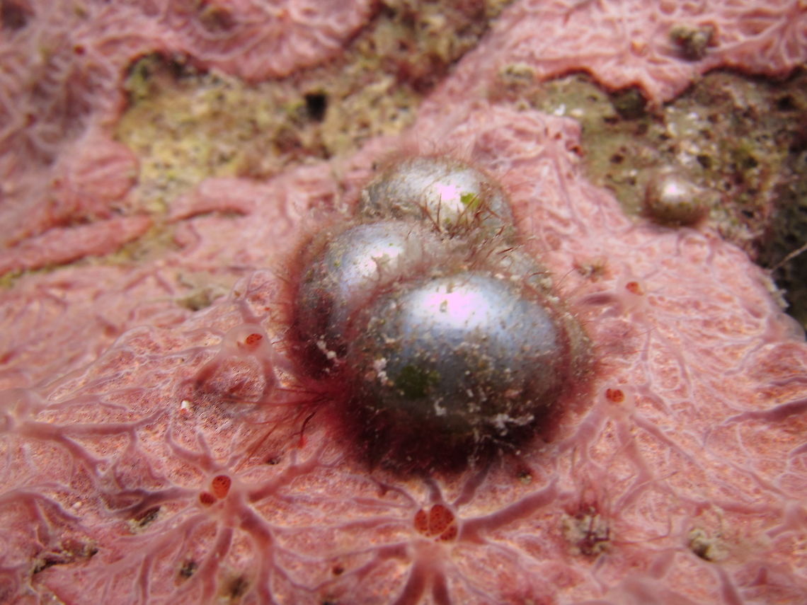 Sea Pearl/Sailor's Eyeball - Valonia ventricosa An interesting green algae, the Sea Pearl/Sailor&#039;s Eyeball - Valonia ventricosa is easily recognized and may grow solitarily or in clusters. with each sphere attached by minute hair-like rhizoids. The spheres, resembling shiny marbles, are up to 5 cm in diameter, yet each is only a single cell - one of the largest cells known in the natural world. They are very tough, making it unattractive to herbivores. Coron,Geotagged,Palawan,Philippines,Sailor's Eyeball,Sea Pearl,Spring,Valonia ventricosa