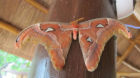 Silkmoth - Attacus lemairei Silkmoth - Attacus lemairei is the less well known cousin of the Philippine species caesar, lorquini and atlas. At first sight they look like small atlas moths. With a wingspan between eighteen and twenty centimeter, their size is more comparable to that of an Attacus lorquini. This species only occurs on Palawan and Balabac. Attacus lemairei,Coron,Geotagged,Moth,Palawan,Philippines,Silkmoth,Spring