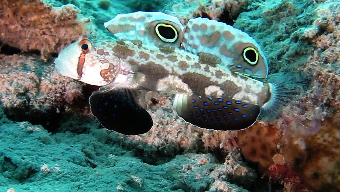 Signal Goby - Signigobius biocellatus The Signal Goby - Signigobius biocellatus is also known as Crab-Eyed Goby. It is tan with brown blotches; twin &#039;eye&#039; spots on dorsal fins, brown bar below eye, blue spotted black ventral and anal fins. Ahe Island,Crab-Eyed Goby,Geotagged,Goby,Indonesia,Irian Jaya,Signal Goby,Signigobius biocellatus,West Papua