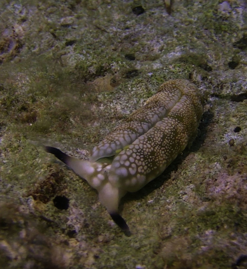 Sea Slug - Plakobranchus ocellatus  Ahe Island,Flat Camouflaged Slug,Geotagged,Indonesia,Irian Jaya,Plakobranchus ocellatus,Sea Slug,West Papua