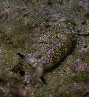 Sea Slug - Plakobranchus ocellatus  Ahe Island,Flat Camouflaged Slug,Geotagged,Indonesia,Irian Jaya,Plakobranchus ocellatus,Sea Slug,West Papua