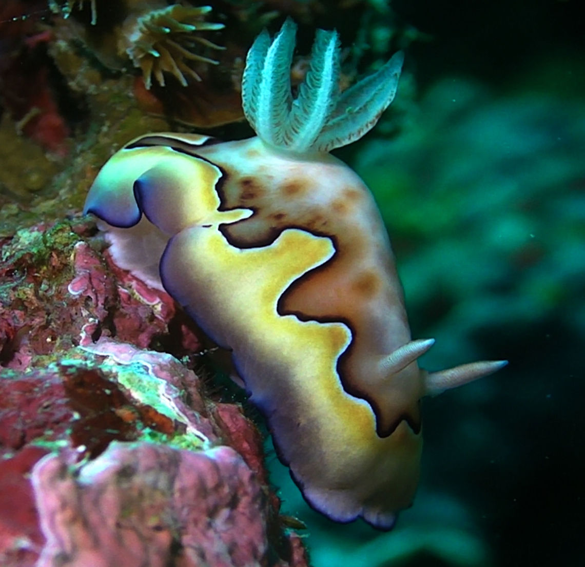 Nudibranch - Goniobranchus coi  Ahe Island,Chromodoris kuiteri,Geotagged,Goniobranchus coi,Indonesia,Irian Jaya,Nudibranch,West Papua
