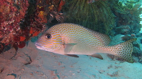 Indonesian Sweetlps - Diagramma melanacrum  Ahe Island,Black-foot sweetlips,Diagramma melanacrum,Fall,Fish,Geotagged,Indonesia,Indonesian Sweetlips,Irian Jaya,Sweetlips,West Papua
