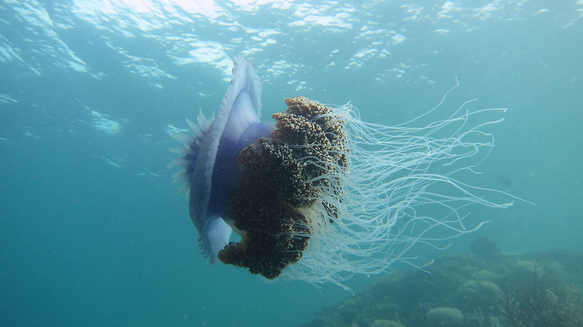 Crown Jellyfish - Cephea cephea The Crown Jellyfish - Cephea cephea is very large in size, with the crown/bell nearly 40 cm wide. Ahe Island,Cephea cephea,Crown Jellyfish,Fall,Geotagged,Indonesia,Irian Jaya,Jellyfish,West Papua