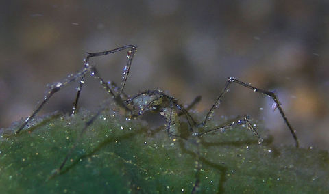 Sea Spider carrying Eggs - Pantapoda This Sea Spider can be seen carrying her eggs under her body.  She is around 2 cm in size (legs span) but the legs are long and thin, same thing with her body. Anilao,Batangas,Geotagged,Pantapoda,Philippines,Sea Spider