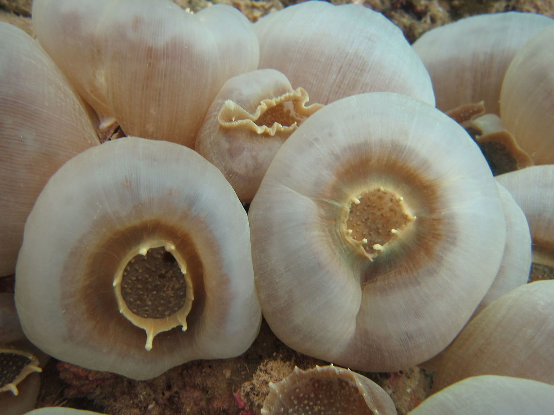Elephant Ear Anemone/Giant Cup Mushroom Anemone - Amplexidiscus fenestrafer The True Elephant Ear Mushroom or Giant Cup Mushroom - Amplexidiscus fenestrafer  has an oral disc with beadlike verrucae that are sparsely spattered across the surface. The name fenestrafer means &quot;windowbearer&quot; in Latin and has to do the bare area near the edges of their oral disc. Once contact with the mushroom is made, its stinging cells immobilize the prey, and then it closes up within seconds. Amplexidiscus fenestrafer,Anemone,Anilao,Batangas,Elephant Ear Anemone,Geotagged,Giant Mushroom Anemone,Philippines,Summer