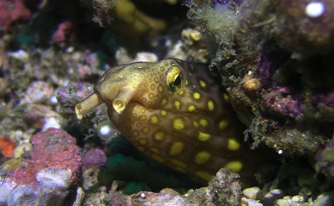 Large-Spotted Snake Eel - Ophichthus polyophthalmus The Large-Spotted Snake Eel - Ophichthus polyophthalmus is reddish brown to pale salmon with numerous dark-edged yellow spots; overhanging snout with prominent pale nostrils. Anilao,Batangas,Geotagged,Large-Spotted Snake Eel,Many-eyed snake-eel,Ophichthus polyophthalmus,Philippines,Snake Eel