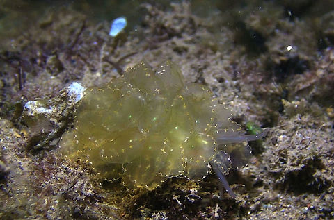 Elegant Butterfly Slug - Cyerce Elegans  Anilao,Batangas,Butterfly Slug,Cyerce elegans,Elegant Butterfly Slug,Geotagged,Nudibranch,Philippines