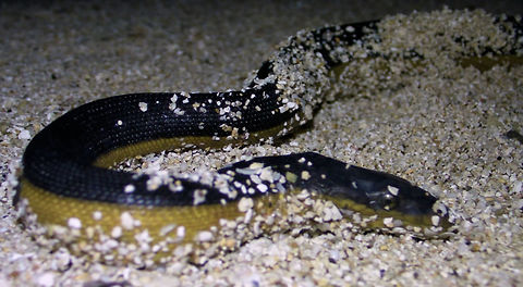 Yellow-Bellied Sea Snake - Hydrophis platurus The Yellow-Bellied Sea Snake - Hydrophis platurus is also known as Pelagic Sea Snake.
We saw this one at night, stranded at the beach during low tide, it was looking lethargic and hardly moving, but we can see that it was still alive.  We alerted the Resort owner about the Snake and with the knowledge that Sea Snakes are likely to be highly venomous, we were very careful to handle it when the Resort owner said we shall help it.  He said the Snake needs to warm up and got his staff to bring a bucket filled with warm water, he then placed the Sea Snake in it.  Sure enough, within a few minutes, the Snake was getting very active again, swimming and even tried to strike at us when we tried to get closer for pictures.  The Snake was then released into the sea :) Geotagged,Ha'apai,Hydrophis platura,Hydrophis platurus,Pelagic Sea Snake,Sea Snake,Tonga,Winter,Yellow-Bellied Sea Snake