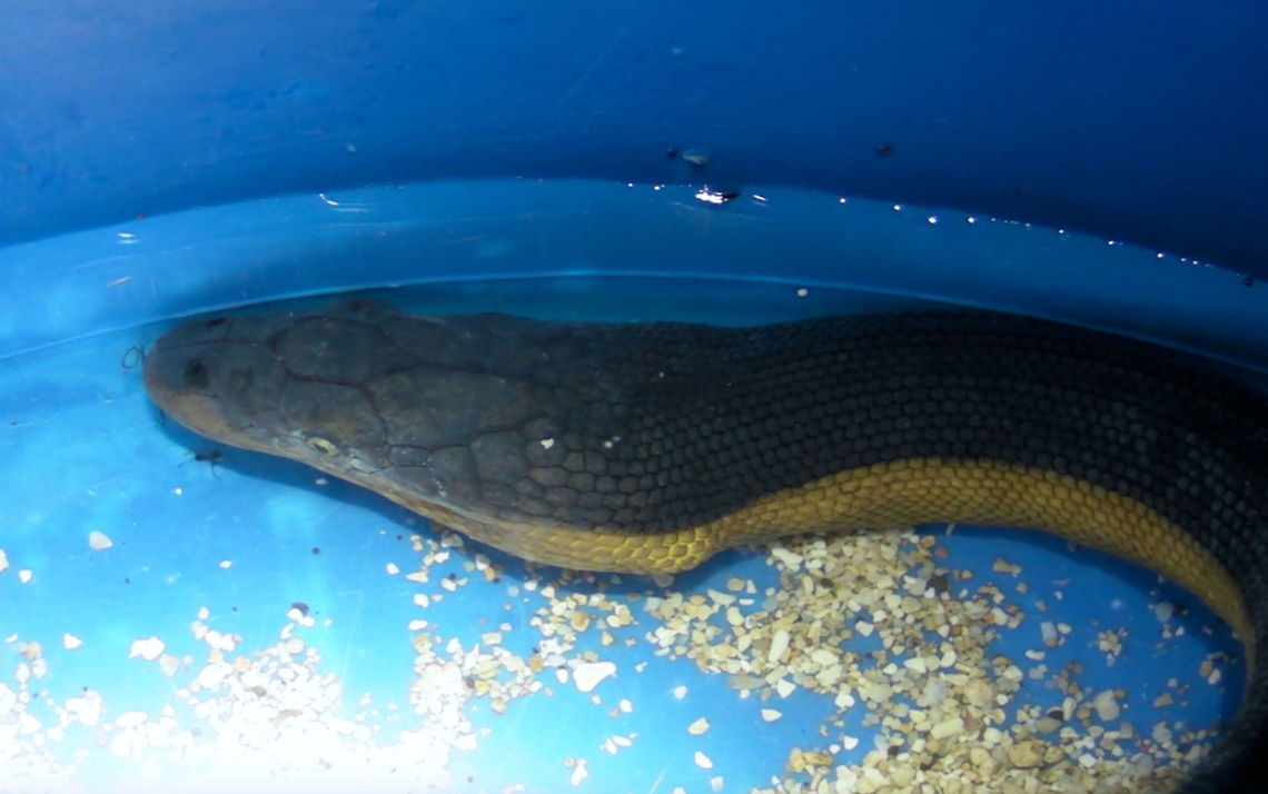Yellow-Bellied Sea Snake - Hydrophis platurus This was the same Yellow-Bellied Sea Snake as previous Spotting, placed in a bucket filled with warm water, that rejuvenates it.  The Snake was released back to the sea. Geotagged,Ha'apai,Hydrophis platura,Hydrophis platurus,Pelagic Sea Snake,Sea Snake,Tonga,Winter,Yellow-Bellied Sea Snake