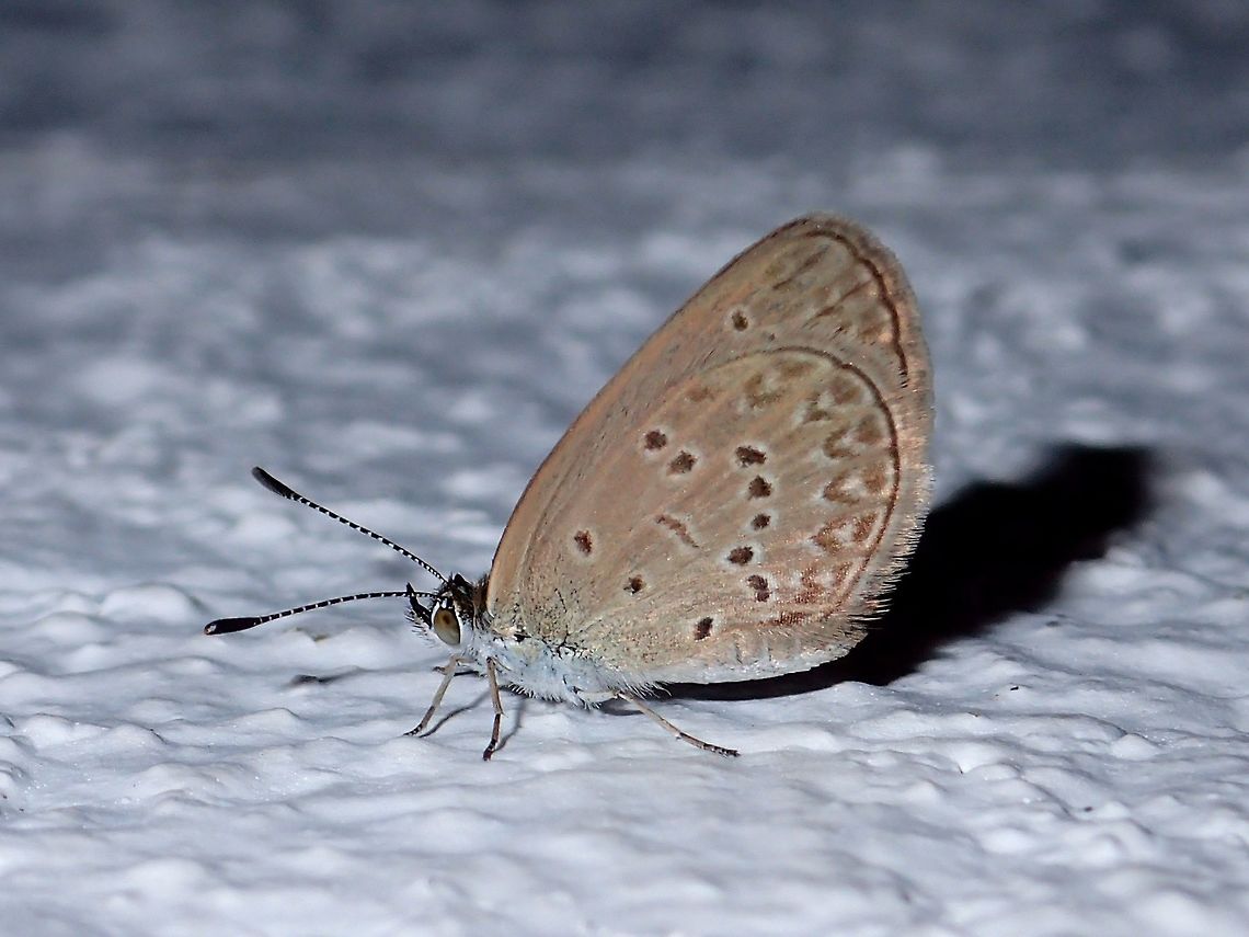 Lesser Grass Blue - Zizina otis oriens Sub-species of Lesser Grass Blue - Zizina otis oriens Anilao,Batangas,Butterfly,Geotagged,Lesser Grass Blue,Lesser grass blue,Philippines,Summer,Zizina otis oriens
