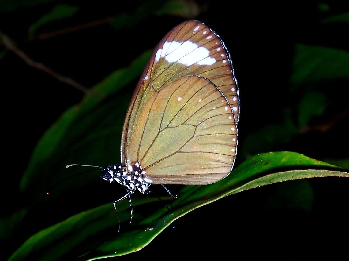 Purple Crow - Euploea tulliolus pollita  Anilao,Batangas,Butterfly,Euploea tulliolus pollita,Geotagged,Philippines,Purple Crow,Summer