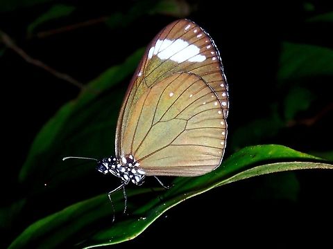 Purple Crow - Euploea tulliolus pollita  Anilao,Batangas,Butterfly,Euploea tulliolus pollita,Geotagged,Philippines,Purple Crow,Summer