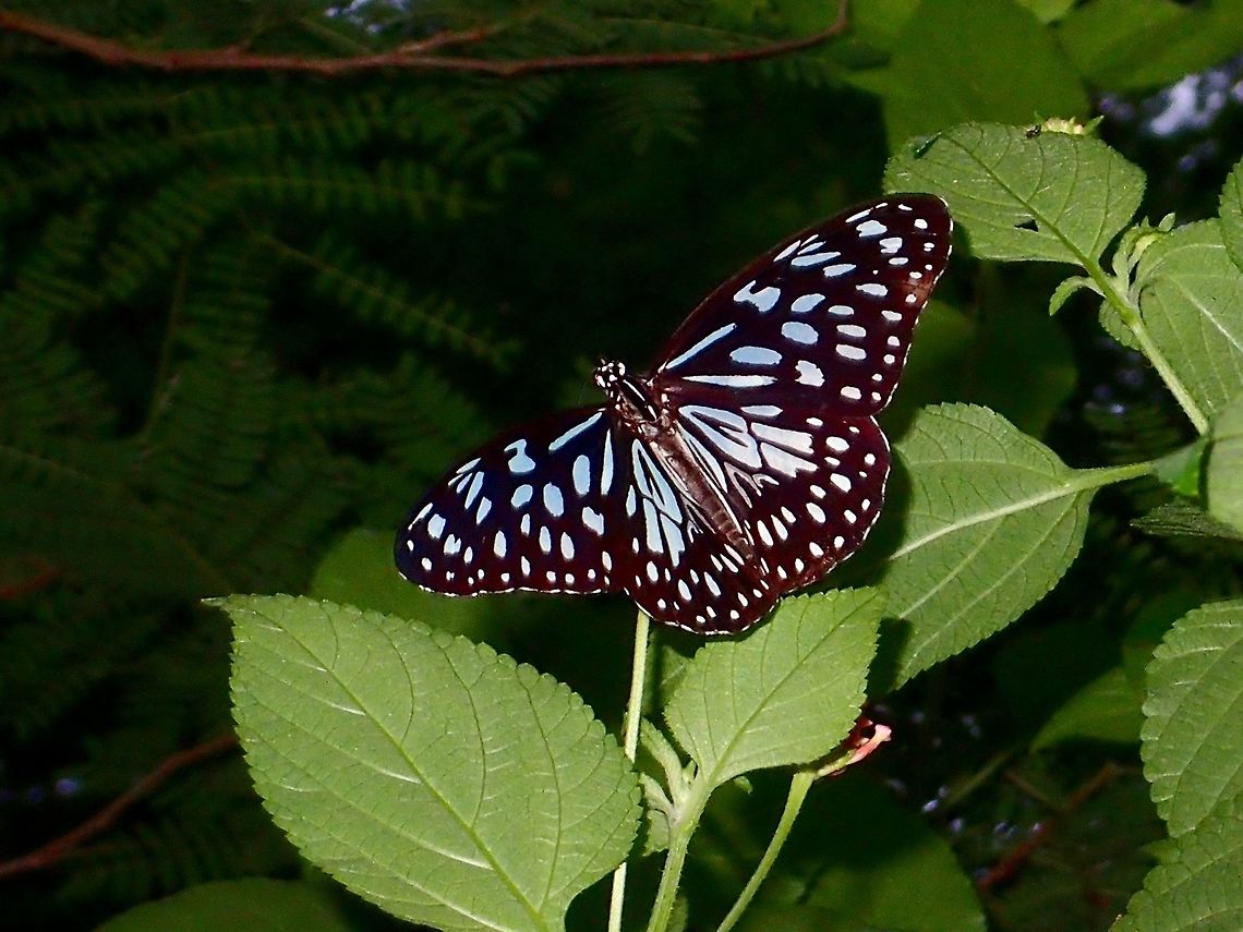 Dark Blue Tiger - Tirumala hamata orientalis Sub-species of Dark Blue Tiger - Tirumala hamata orientalis  Anilao,Batangas,Butterfly,Dark Blue Tiger,Geotagged,Philippines,Summer,Tirumala hamata orientalis