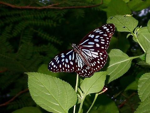 Dark Blue Tiger - Tirumala hamata orientalis Sub-species of Dark Blue Tiger - Tirumala hamata orientalis  Anilao,Batangas,Butterfly,Dark Blue Tiger,Geotagged,Philippines,Summer,Tirumala hamata orientalis