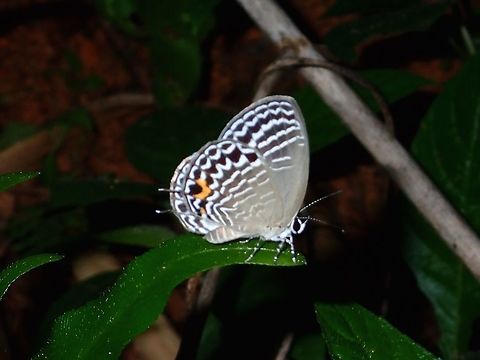 Cerulean - Jamides philatus osias  Anilao,Batangas,Butterfly,Geotagged,Jamides philatus osias,Philippines,Summer