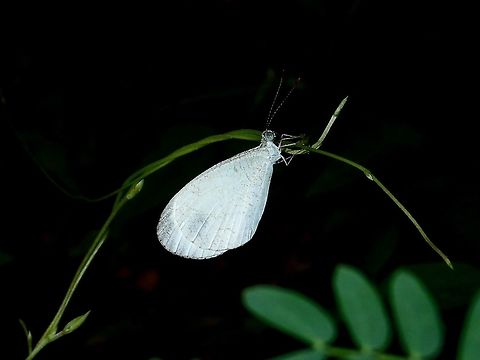 Psyche -  Leptosia nina georgi  Anilao,Batangas,Butterfly,Geotagged,Leptosia nina,Leptosia nina georgi,Philippines,Psyche,Summer
