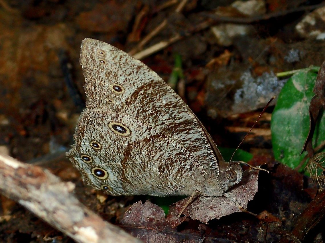 Common Evening Brown - Melanitis leda leda  Anilao,Batangas,Butterfly,Common evening brown,Geotagged,Melanitis leda,Philippines,Summer