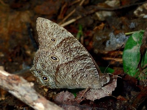 Common Evening Brown - Melanitis leda leda  Anilao,Batangas,Butterfly,Common evening brown,Geotagged,Melanitis leda,Philippines,Summer
