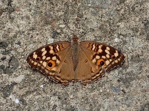 Junonia lemonias janome