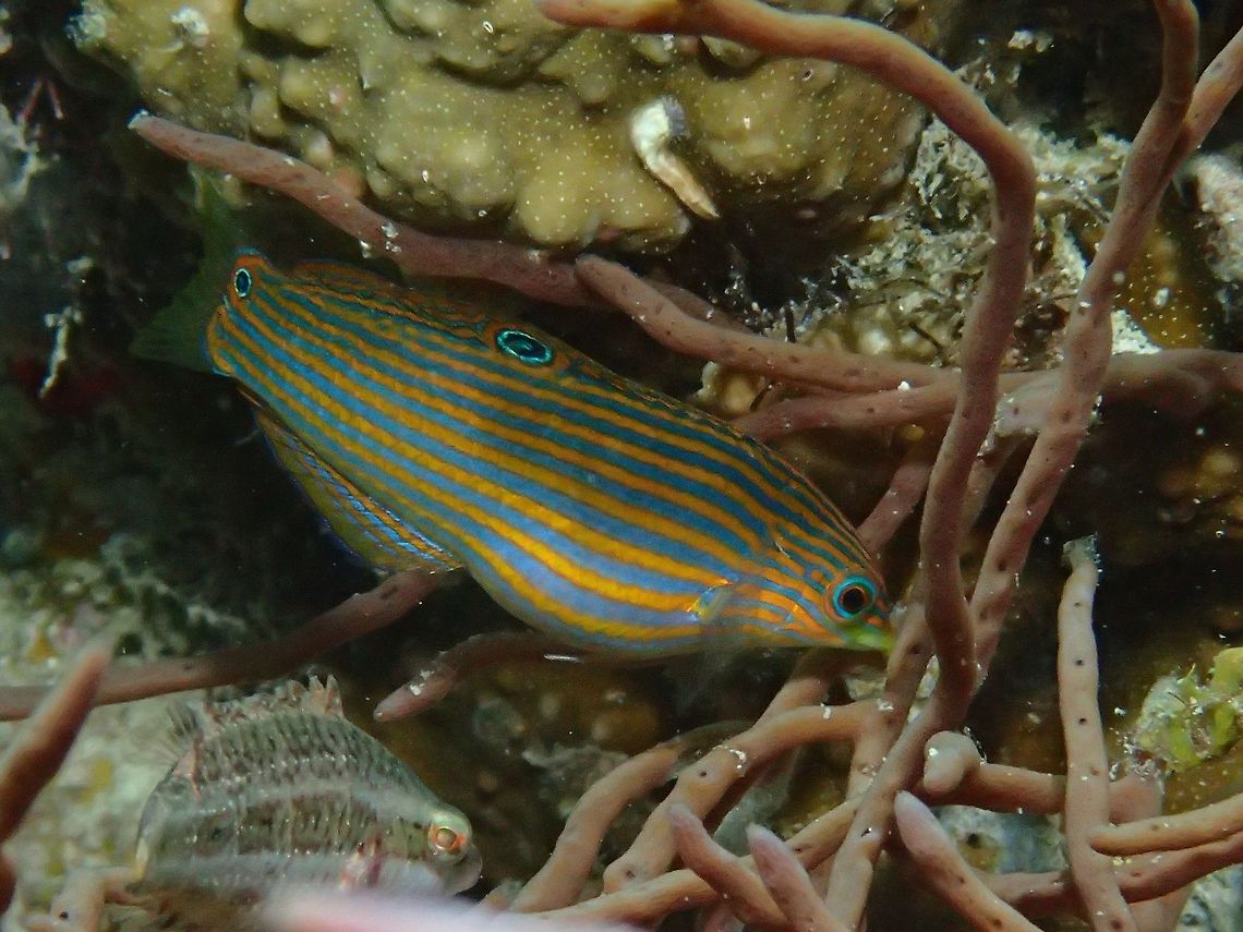 Pinstriped Wrasse - Halichoeres melanurus Juvenile phase of Pinstriped Wrasse - Halichoeres melanurus, it has alternating yellow to orange and blue stripes; small black spot on front of dorsal fin, large blue-edged black spot on mid-dorsal fin, similar but slightly smaller marking on upper tail base. Anilao,Batangas,Fish,Geotagged,Halichoeres melanurus,Philippines,Pinstriped Wrasse,Summer,Tail-spot wrasse,Wrasse