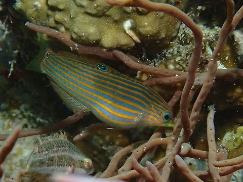Pinstriped Wrasse - Halichoeres melanurus Juvenile phase of Pinstriped Wrasse - Halichoeres melanurus, it has alternating yellow to orange and blue stripes; small black spot on front of dorsal fin, large blue-edged black spot on mid-dorsal fin, similar but slightly smaller marking on upper tail base. Anilao,Batangas,Fish,Geotagged,Halichoeres melanurus,Philippines,Pinstriped Wrasse,Summer,Tail-spot wrasse,Wrasse