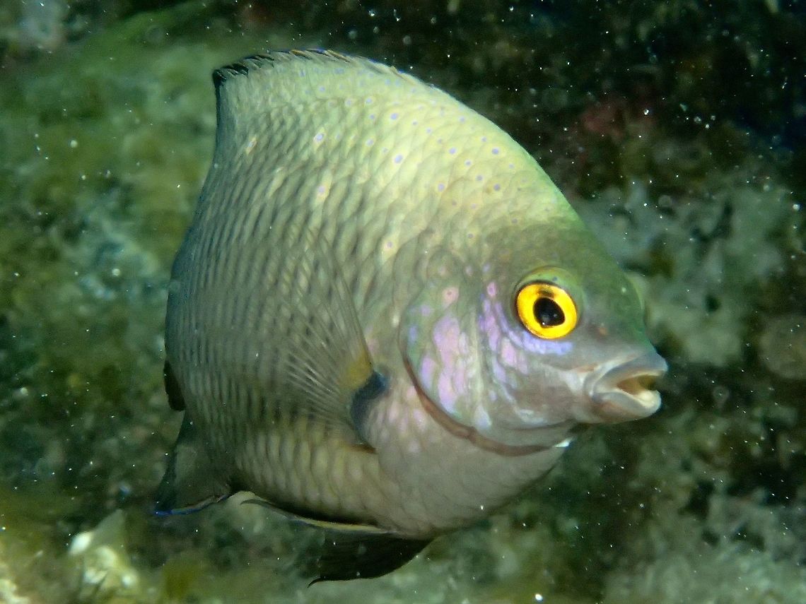 Reef Chromis - Chromis agilis Reef Chromis - Chromis agilis is brown with bluish area on breast and lower head; no markings except prominent black spot covering pectoral fin base. Anilao,Batangas,Chromis,Chromis agilis,Damselfish,Fish,Geotagged,Philippines,Reef Chromis,Summer