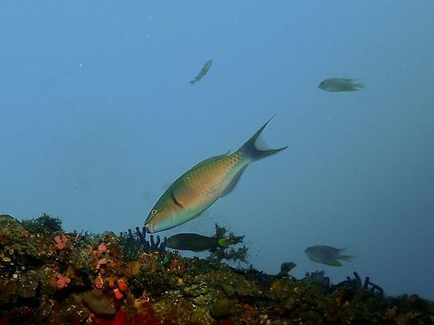 Tricolor Parrotfish - Scarus tricolor The Tricolor Parrotfish - Scarus tricolor has shades of green, often with strong tints of pink or yellow on sides; green bands around the mouth; dorsal and anal fins and long, pointed lobes of tail lavender-pink with dark margins. Anilao,Batangas,Fish,Geotagged,Parrotfish,Philippines,Scarus tricolor,Summer,Tricolor Parrotfish