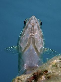 Variegated Lizardfish - Synodus variegatus  Anilao,Batangas,Fish,Geotagged,Lizardfish,Philippines,Summer,Synodus variegatus,Variegated lizardfish