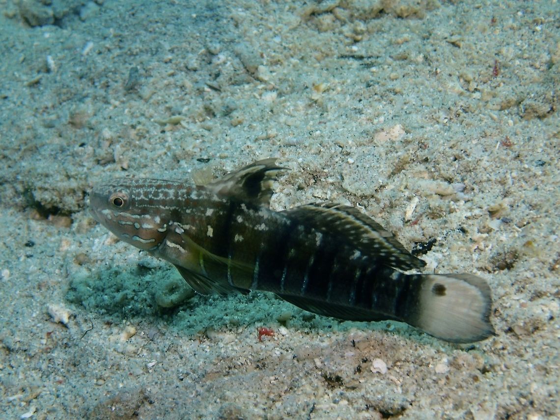 Banded Goby - Amblygobius phalaena This is a variation of Banded Goby - Amblygobius phalaena, dark brown with only vague stripes on head and front of body and bars on boy; black area on 1st dorsal fin. Both phases may display a black spot behind upper rear gill cover and another on upper tail near base.  This variation most common in areas of black sand.<br />
<br />
The more common phase of Banded Goby is pale gray; greenish brown stripes on head and front of body, 5 white-edged gray body bars, black spot on 1st dorsal fin. Amblygobius phalaena,Anilao,Banded Goby,Batangas,Fish,Geotagged,Goby,Philippines,Summer,White-barred goby
