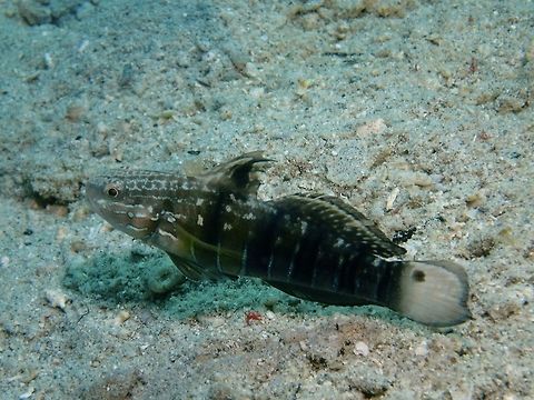 Banded Goby - Amblygobius phalaena This is a variation of Banded Goby - Amblygobius phalaena, dark brown with only vague stripes on head and front of body and bars on boy; black area on 1st dorsal fin. Both phases may display a black spot behind upper rear gill cover and another on upper tail near base.  This variation most common in areas of black sand.

The more common phase of Banded Goby is pale gray; greenish brown stripes on head and front of body, 5 white-edged gray body bars, black spot on 1st dorsal fin. Amblygobius phalaena,Anilao,Banded Goby,Batangas,Fish,Geotagged,Goby,Philippines,Summer,White-barred goby