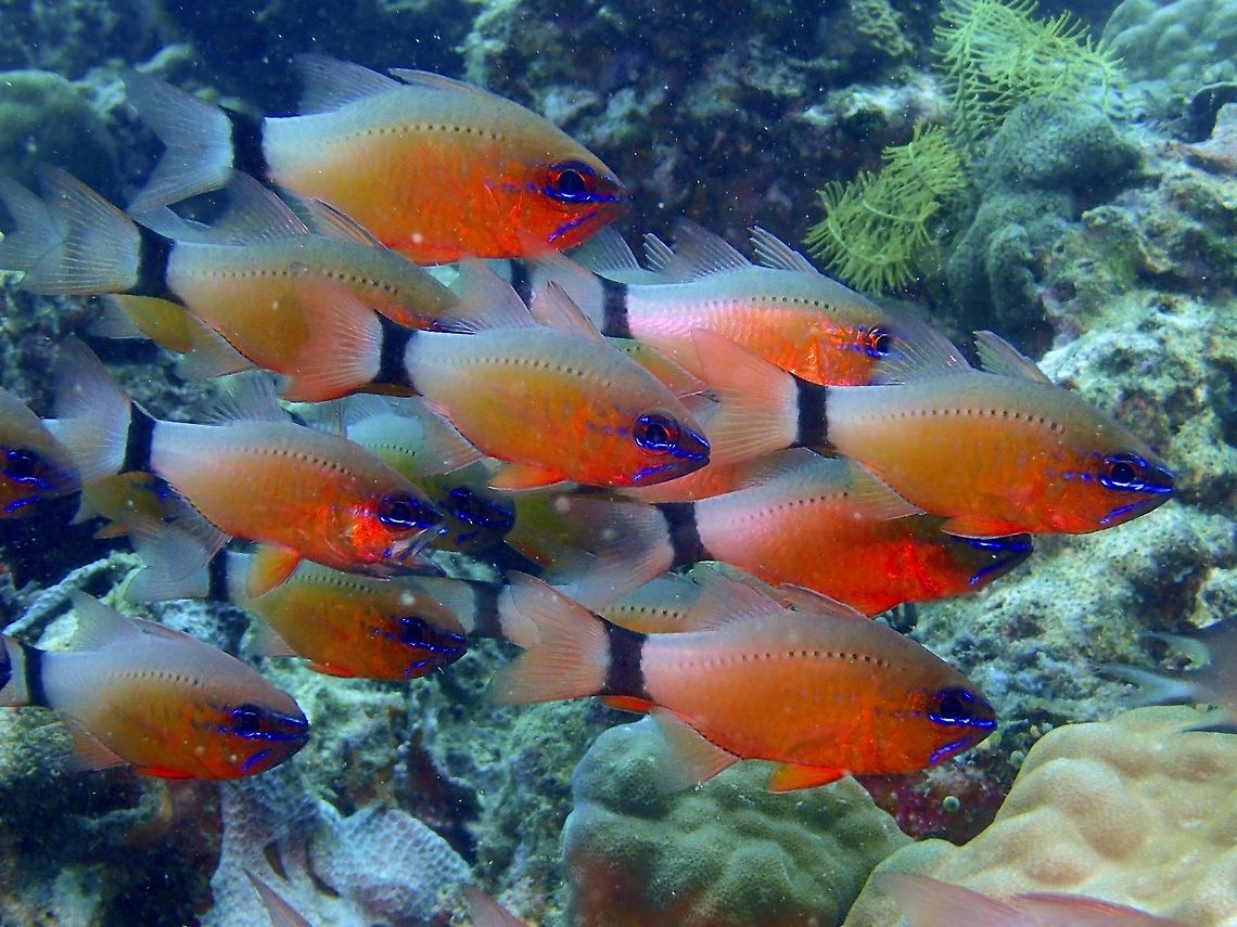 Ringtailed Cardinalfish - Apogon aureus The Ringtailed Cardinalfish - Apogon aureus is yellow-orange gradating to pale upper back and tail base; pair of blue stripes through the eye, black bar on tail base narrows in the middle. Anilao,Batangas,Cardinalfish,Fish,Geotagged,Ostorhinchus aureus,Philippines,Ring-tailed cardinalfish,Summer