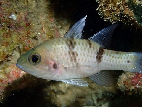 Three-spot cardinalfish