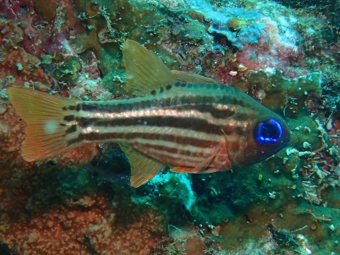 Split-Banded Cardinalfish - Apogon compressus  Apogon compressus,Geotagged,Ochre-striped cardinalfish,Philippines,Summer