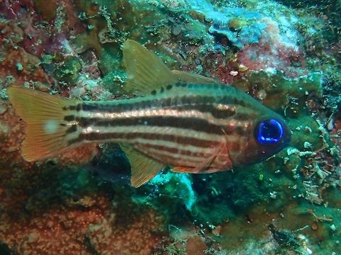 Split-Banded Cardinalfish - Apogon compressus  Apogon compressus,Geotagged,Ochre-striped cardinalfish,Philippines,Summer
