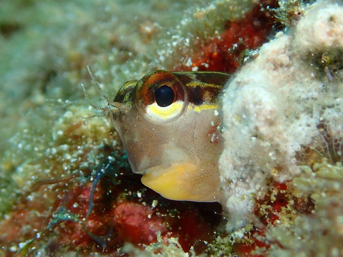 Pictus Blenny - Escenius pictus The Pictus Blenny - Escenius pictus is pale brown head, dark brown body, yellowish tail base; numerous white stripes with white spots on upper stripe and mid-lateral stripe. Anilao,Batangas,Blenny,Ecsenius pictus,Escenius pictus,Fish,Geotagged,Philippines,Pictus Blenny,Summer